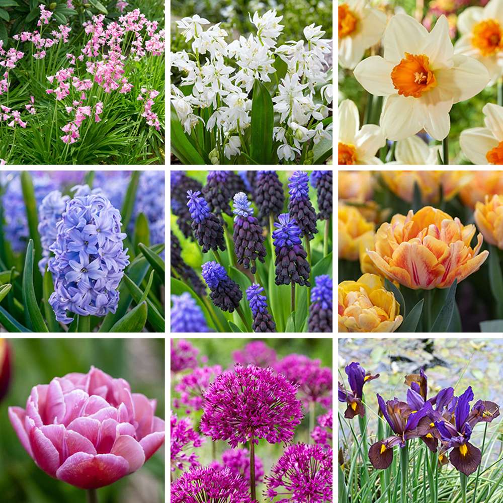 Erbjudandepaket '100 dagars blomning'